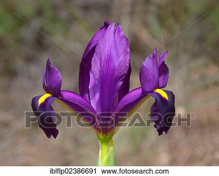 "Yellow Hart Iris (Iris filifolia), close-up of flower, Andalucia, Spain, Europe" View Large Photo Image Stock Image - "Yellow Hart Iris (Iris filifolia), close-up of flower, Andalucia, Spain, Europe". Fotosearch