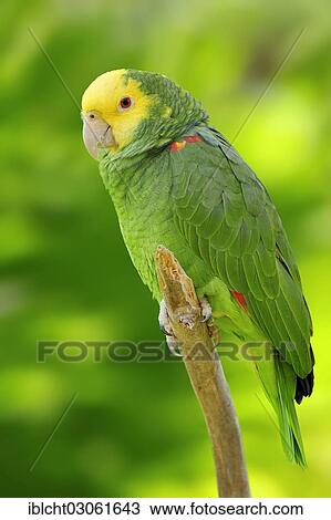 "Yellow-headed Amazon, Yellow-headed Parrot and Double Yellow-headed Amazon or Belize-Yellow-headed Amazon (Amazona oratrix belizensis, Amazona ochrocephala belizensis) occurrence in South America, captive, North Rhine-Westphalia, Germany, Europe" View Large Photo Image Stock Image - "Yellow-headed Amazon, Yellow-headed Parrot and Double Yellow-headed Amazon or Belize-Yellow-headed Amazon (Amazona oratrix belizensis, Amazona ochrocephala belizensis) occurrence in South America, captive, North Rhine-Westphalia, Germany, Europe". Fotosearch