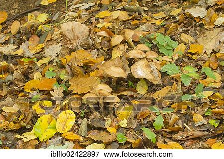 Yellow Honey Fungus (Armillaria mellea), Limburg an der Lahn, Hesse, Germany, Europe View Large Photo Image Stock Photo - Yellow Honey Fungus (Armillaria mellea), Limburg an der Lahn, Hesse, Germany, Europe. Fotosearch