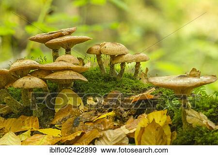 Yellow Honey Fungus (Armillaria mellea), Limburg an der Lahn, Hesse, Germany, Europe View Large Photo Image Stock Photo - Yellow Honey Fungus (Armillaria mellea), Limburg an der Lahn, Hesse, Germany, Europe. Fotosearch