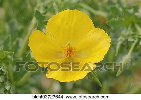 "Yellow Horned Poppy (Glaucium flavum), flower, Provence, Region Provence-Alpes-Cote d’Azur, France, Europe" View Large Photo Image Picture - "Yellow Horned Poppy (Glaucium flavum), flower, Provence, Region Provence-Alpes-Cote d’Azur, France, Europe". Fotosearch