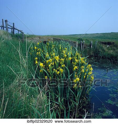 Yellow Iris (Iris pseudacorus) View Large Photo Image Stock Image - Yellow Iris (Iris pseudacorus). Fotosearch