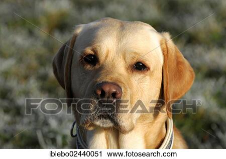 "Yellow Labrador Retriever, portrait" View Large Photo Image Stock Image - "Yellow Labrador Retriever, portrait". Fotosearch