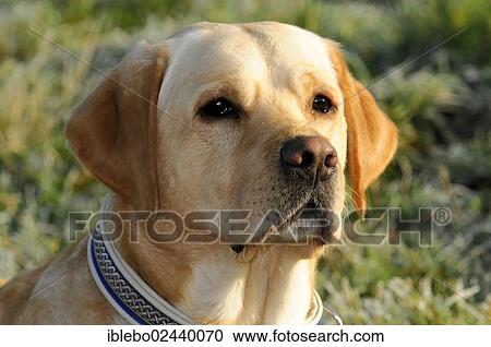 "Yellow Labrador Retriever, portrait" View Large Photo Image Stock Image - "Yellow Labrador Retriever, portrait". Fotosearch