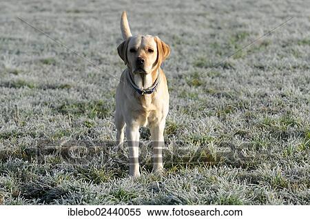 Yellow Labrador Retriever View Large Photo Image Stock Photography - Yellow Labrador Retriever. Fotosearch