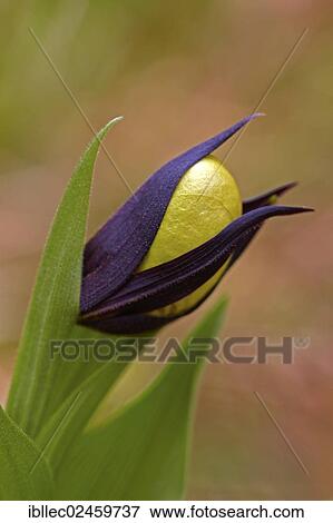 "Yellow lady's slipper (Cypripedium calceolus), Tyrol, Austria, Europe" View Large Photo Image Stock Photo - "Yellow lady's slipper (Cypripedium calceolus), Tyrol, Austria, Europe". Fotosearch