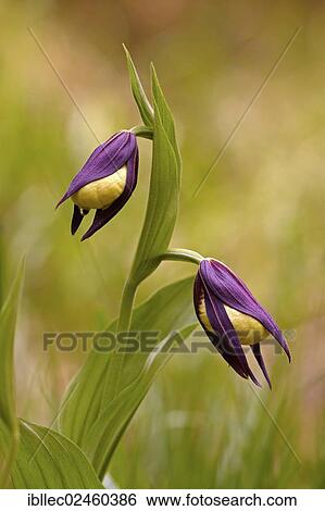 Stock Photograph - "Yellow lady's slipper (Cypripedium calceolus), Tyrol, Austria, Europe". Fotosearch
