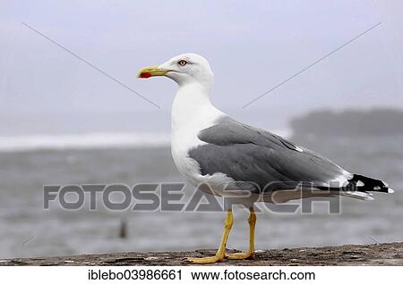 "Yellow-legged Gull (Larus michahellis), Essaouira, Morocco, Africa" View Large Photo Image Stock Image - "Yellow-legged Gull (Larus michahellis), Essaouira, Morocco, Africa". Fotosearch