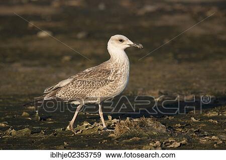 Stock Photo - "Yellow-legged Gull (Larus michahellis), Greece, Europe". Fotosearch