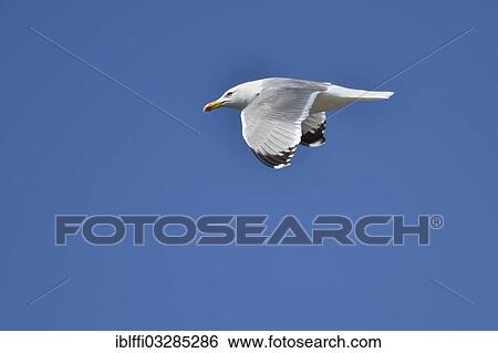 "Yellow-legged Gull (Larus Yellow-legged) against a blue sky, Sa Dragonera Natural Park, Majorca, Balearic Islands, Spain, Europe" View Large Photo Image Stock Photograph - "Yellow-legged Gull (Larus Yellow-legged) against a blue sky, Sa Dragonera Natural Park, Majorca, Balearic Islands, Spain, Europe". Fotosearch