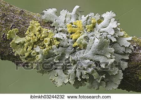 "Yellow lichens (Xanthoria polycarpa) and lichenised fungi species (Physcia adscendens), Bad Hersfeld, Bad Hersfeld, Hesse, Germany, Europe" View Large Photo Image Stock Image - "Yellow lichens (Xanthoria polycarpa) and lichenised fungi species (Physcia adscendens), Bad Hersfeld, Bad Hersfeld, Hesse, Germany, Europe". Fotosearch