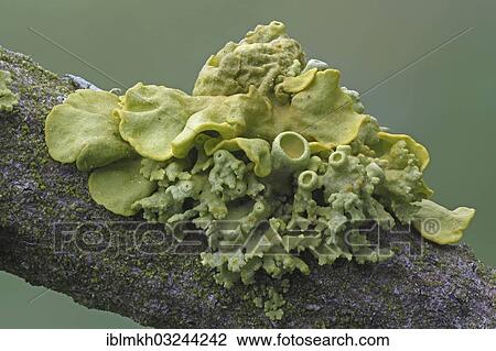 "Yellow lichens (Xanthoria polycarpa), Bad Hersfeld, Bad Hersfeld, Hesse, Germany, Europe" View Large Photo Image Stock Image - "Yellow lichens (Xanthoria polycarpa), Bad Hersfeld, Bad Hersfeld, Hesse, Germany, Europe". Fotosearch