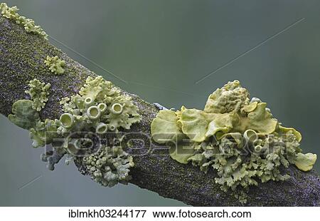 "Yellow lichens (Xanthoria polycarpa), Bad Hersfeld, Hesse, Germany, Europe" View Large Photo Image Stock Photo - "Yellow lichens (Xanthoria polycarpa), Bad Hersfeld, Hesse, Germany, Europe". Fotosearch