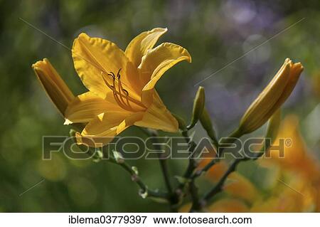 Yellow Lily (Lilium) View Large Photo Image Stock Photo - Yellow Lily (Lilium). Fotosearch