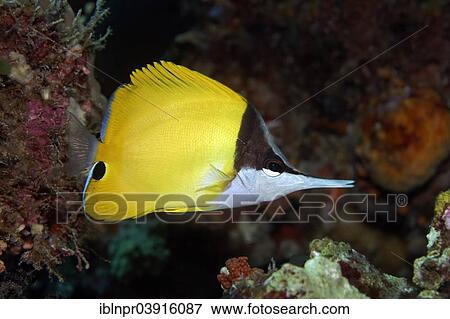 "Yellow Longnose Butterflyfish (Forcipiger flavissimus), Great Barrier Reef, UNESCO World Natural Heritage Site, Pacific Ocean, Queensland, Australia, Oceania" View Large Photo Image Stock Photo - "Yellow Longnose Butterflyfish (Forcipiger flavissimus), Great Barrier Reef, UNESCO World Natural Heritage Site, Pacific Ocean, Queensland, Australia, Oceania". Fotosearch