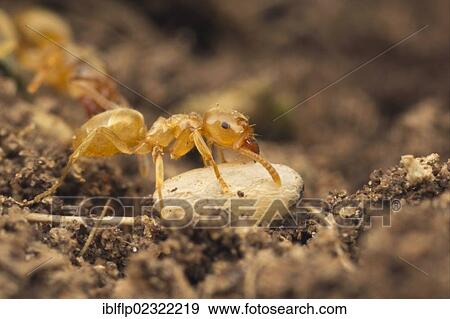 "Yellow Meadow Ant (Lasius flavus), adult, moving exposed pupa to safety, Leicestershire, England, United Kingdom, Europe" View Large Photo Image Stock Photo - "Yellow Meadow Ant (Lasius flavus), adult, moving exposed pupa to safety, Leicestershire, England, United Kingdom, Europe". Fotosearch