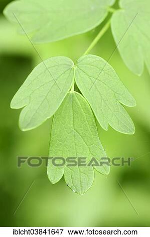 "Yellow Meadow Rue (Thalictrum flavum), leaf, North Rhine-Westphalia, Germany, Europe" View Large Photo Image Stock Photo - "Yellow Meadow Rue (Thalictrum flavum), leaf, North Rhine-Westphalia, Germany, Europe". Fotosearch