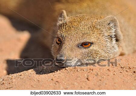 "Yellow Mongoose (Cynictis penicillata), lying in the sun, on the red sand, Kgalagadi Transfrontier Park, Kalahari, Northern Cape, South Africa, Africa" View Large Photo Image Stock Image - "Yellow Mongoose (Cynictis penicillata), lying in the sun, on the red sand, Kgalagadi Transfrontier Park, Kalahari, Northern Cape, South Africa, Africa". Fotosearch
