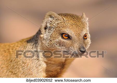 Stock Image - "Yellow Mongoose (Cynictis penicillata), portrait, Kgalagadi Transfrontier Park, Kalahari, Northern Cape, South Africa, Africa". Fotosearch