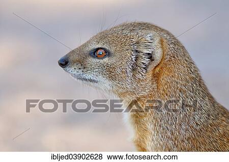 "Yellow Mongoose (Cynictis penicillata), portrait, Kgalagadi Transfrontier Park, Kalahari, Northern Cape, South Africa, Africa" View Large Photo Image Stock Photo - "Yellow Mongoose (Cynictis penicillata), portrait, Kgalagadi Transfrontier Park, Kalahari, Northern Cape, South Africa, Africa". Fotosearch