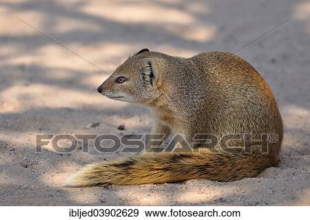 "Yellow Mongoose (Cynictis penicillata), in the shade, Kgalagadi Transfrontier Park, Kalahari, Northern Cape, South Africa, Africa" View Large Photo Image Stock Photo - "Yellow Mongoose (Cynictis penicillata), in the shade, Kgalagadi Transfrontier Park, Kalahari, Northern Cape, South Africa, Africa". Fotosearch