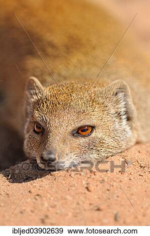 "Yellow Mongoose (Cynictis penicillata), lying in the sun, on the red sand, Kgalagadi Transfrontier Park, Kalahari, Northern Cape, South Africa, Africa" View Large Photo Image Stock Photo - "Yellow Mongoose (Cynictis penicillata), lying in the sun, on the red sand, Kgalagadi Transfrontier Park, Kalahari, Northern Cape, South Africa, Africa". Fotosearch
