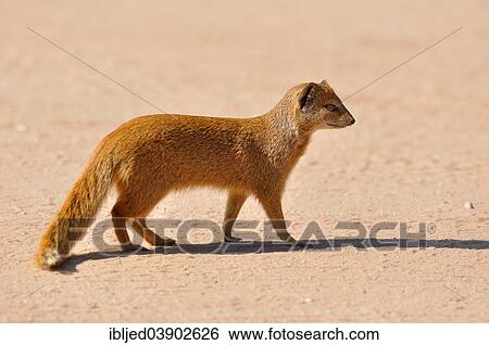 "Yellow Mongoose (Cynictis penicillata), walking on the red sand, Kgalagadi Transfrontier Park, Kalahari, Northern Cape, South Africa, Africa" View Large Photo Image Stock Photograph - "Yellow Mongoose (Cynictis penicillata), walking on the red sand, Kgalagadi Transfrontier Park, Kalahari, Northern Cape, South Africa, Africa". Fotosearch
