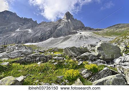 "Yellow Mountain Saxifrage (Saxifraga aizoides) in front of Pflerscher Tribulaun, Goldkappl and Pflerscher Scharte mountains, Hintersandes, Gschnitzer Tribula, Gschnitztal, Tyrol, Austria, Europe" View Large Photo Image Stock Image - "Yellow Mountain Saxifrage (Saxifraga aizoides) in front of Pflerscher Tribulaun, Goldkappl and Pflerscher Scharte mountains, Hintersandes, Gschnitzer Tribula, Gschnitztal, Tyrol, Austria, Europe". Fotosearch
