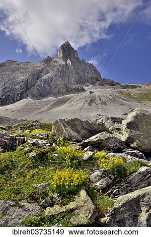 Stock Photo - "Yellow Mountain Saxifrage (Saxifraga aizoides) in front of Pflerscher Tribulaun, Goldkappl and Pflerscher Scharte mountains, Gschnitztal valley, Tyrol, Austria, Europe". Fotosearch