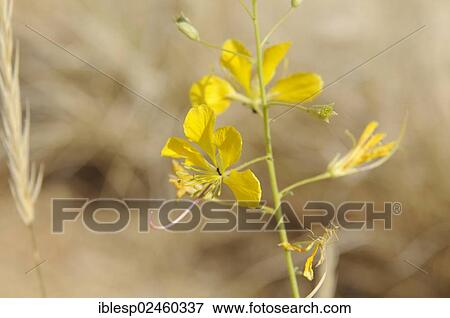 Stock Photo - "Yellow Mouse-whiskers, (Cleome angustifolia), Tsisab Gorge, Brandberg, Damaraland, Namibia, Africa". Fotosearch