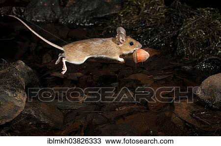 "Yellow-necked Mouse (Apodemus flavicollis) jumping with a nut, Hesse, Germany, Europe" View Large Photo Image Stock Image - "Yellow-necked Mouse (Apodemus flavicollis) jumping with a nut, Hesse, Germany, Europe". Fotosearch