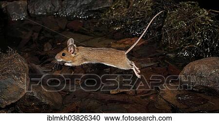 "Yellow-necked Mouse (Apodemus flavicollis), jumping, Hesse, Germany, Europe" View Large Photo Image Stock Image - "Yellow-necked Mouse (Apodemus flavicollis), jumping, Hesse, Germany, Europe". Fotosearch