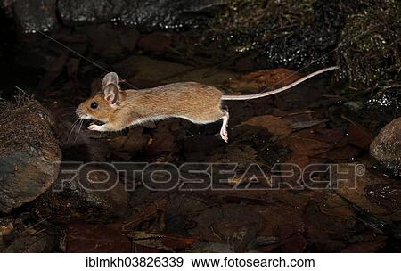 "Yellow-necked Mouse (Apodemus flavicollis), jumping, Hesse, Germany, Europe" View Large Photo Image Stock Photo - "Yellow-necked Mouse (Apodemus flavicollis), jumping, Hesse, Germany, Europe". Fotosearch