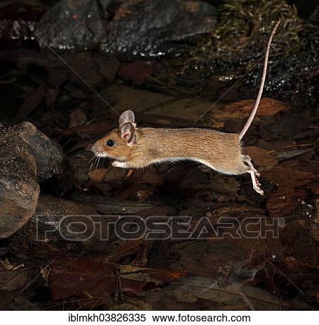 "Yellow-necked Mouse (Apodemus flavicollis), jumping, Hesse, Germany, Europe" View Large Photo Image Stock Photography - "Yellow-necked Mouse (Apodemus flavicollis), jumping, Hesse, Germany, Europe". Fotosearch