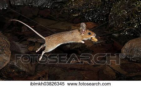 Stock Photography - "Yellow-necked Mouse (Apodemus flavicollis) jumping with a nut, Hesse, Germany, Europe". Fotosearch