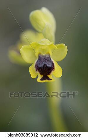 "Yellow Ophrys (Ophrys lutea), Messina district, Sicily, Italy, Europe" View Large Photo Image Stock Image - "Yellow Ophrys (Ophrys lutea), Messina district, Sicily, Italy, Europe". Fotosearch