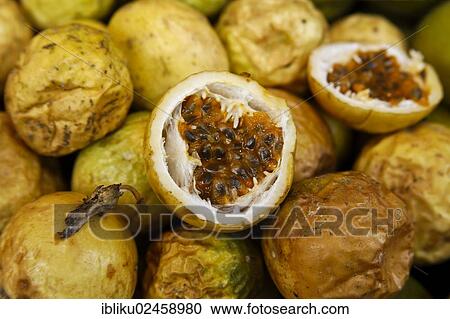 "Yellow passion fruit from the tropics, Guadeloupe, Caribbean, Lesser Antilles, North America" View Large Photo Image Stock Image - "Yellow passion fruit from the tropics, Guadeloupe, Caribbean, Lesser Antilles, North America". Fotosearch