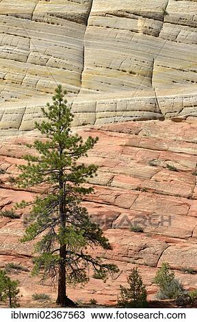 Stock Image - "Yellow Pine (Pinus ponderosa) in front of the sandstone structure of Checkerboard Mesa Table Mountain, Zion National Park, Utah, United States of America, USA". Fotosearch