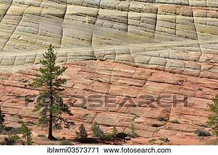 Stock Image - "Yellow Pine (Pinus ponderosa) in front of the sandstone structure of Checkerboard Mesa, Zion National Park, Utah, United States, North America". Fotosearch