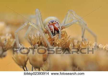 "Yellow Sac Spider (Cheiracanthium punctorium), near Boxberg, Saxony, Germany, Europe" View Large Photo Image Picture - "Yellow Sac Spider (Cheiracanthium punctorium), near Boxberg, Saxony, Germany, Europe". Fotosearch