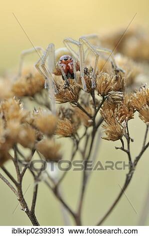 "Yellow Sac Spider (Cheiracanthium punctorium), near Boxberg, Saxony, Germany, Europe" View Large Photo Image Stock Image - "Yellow Sac Spider (Cheiracanthium punctorium), near Boxberg, Saxony, Germany, Europe". Fotosearch