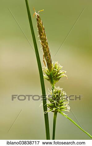 "Yellow Sedge (Carex flava agg. ) Tiefenbachklamm, Kramsach, Tyrol, Austria, Europe" View Large Photo Image Stock Photo - "Yellow Sedge (Carex flava agg. ) Tiefenbachklamm, Kramsach, Tyrol, Austria, Europe". Fotosearch