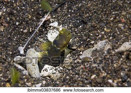 "Yellow Shrimp-goby or Yellow Prawn-goby (Cryptocentrus cinctus), Philippines, Asia" View Large Photo Image Stock Photograph - "Yellow Shrimp-goby or Yellow Prawn-goby (Cryptocentrus cinctus), Philippines, Asia". Fotosearch