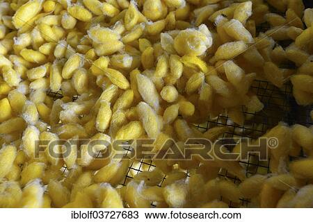 "Yellow silk cocoons, silk farm, Cambodia, Asia" View Large Photo Image Stock Image - "Yellow silk cocoons, silk farm, Cambodia, Asia". Fotosearch