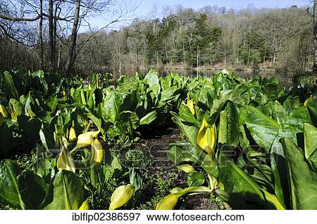 "Yellow Skunk Cabbage (Lysichiton americanus), naturalised species, flowering, growing on banks of lake, Witherslack Pool, Cumbria, England, United Kingdom, Europe" View Large Photo Image Stock Photo - "Yellow Skunk Cabbage (Lysichiton americanus), naturalised species, flowering, growing on banks of lake, Witherslack Pool, Cumbria, England, United Kingdom, Europe". Fotosearch
