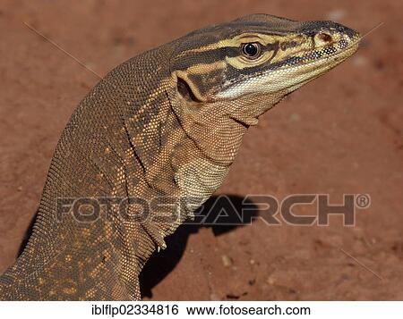 "Yellow-spotted Monitor (Varanus panoptes), adult, close-up of head, Western Australia, Australia, Oceania" View Large Photo Image Stock Photograph - "Yellow-spotted Monitor (Varanus panoptes), adult, close-up of head, Western Australia, Australia, Oceania". Fotosearch