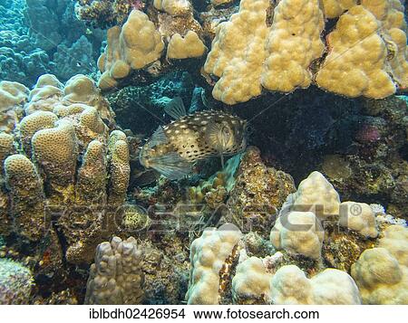 Picture - "Yellow-spotted Porcupinefish or Yellow-spotted Burrfish (Cyclichthys spilostylus), Mangrove Bay, Red Sea, Egypt, Africa". Fotosearch