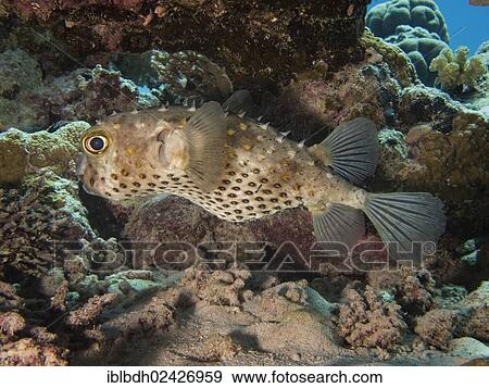 "Yellow-spotted Porcupinefish or Yellow-spotted Burrfish (Cyclichthys spilostylus), Mangrove Bay, Red Sea, Egypt, Africa" View Large Photo Image Stock Photo - "Yellow-spotted Porcupinefish or Yellow-spotted Burrfish (Cyclichthys spilostylus), Mangrove Bay, Red Sea, Egypt, Africa". Fotosearch