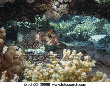 "Yellow-spotted Porcupinefish or Yellow-spotted Burrfish (Cyclichthys spilostylus), Mangrove Bay, Red Sea, Egypt, Africa" View Large Photo Image Stock Photography - "Yellow-spotted Porcupinefish or Yellow-spotted Burrfish (Cyclichthys spilostylus), Mangrove Bay, Red Sea, Egypt, Africa". Fotosearch