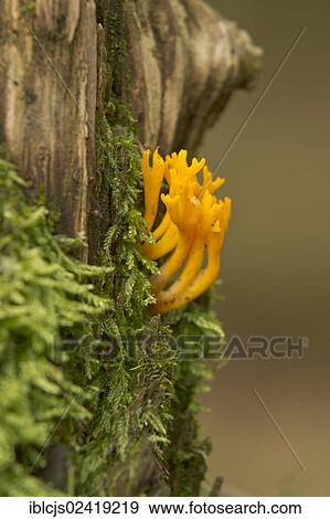 Yellow Stag-horn (Calocera viscosa), Bergisches Land, North Rhine-Westphalia, Germany, Europe View Large Photo Image Stock Photo - Yellow Stag-horn (Calocera viscosa), Bergisches Land, North Rhine-Westphalia, Germany, Europe. Fotosearch